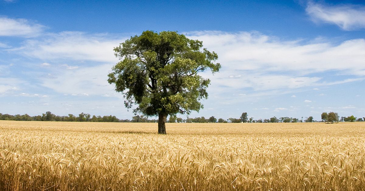 Coonamble NSW Maps, Attractions & Events